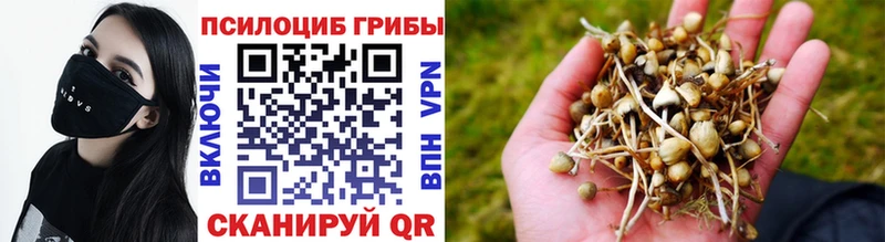 где купить наркоту  Ноябрьск  Псилоцибиновые грибы Psilocybe 